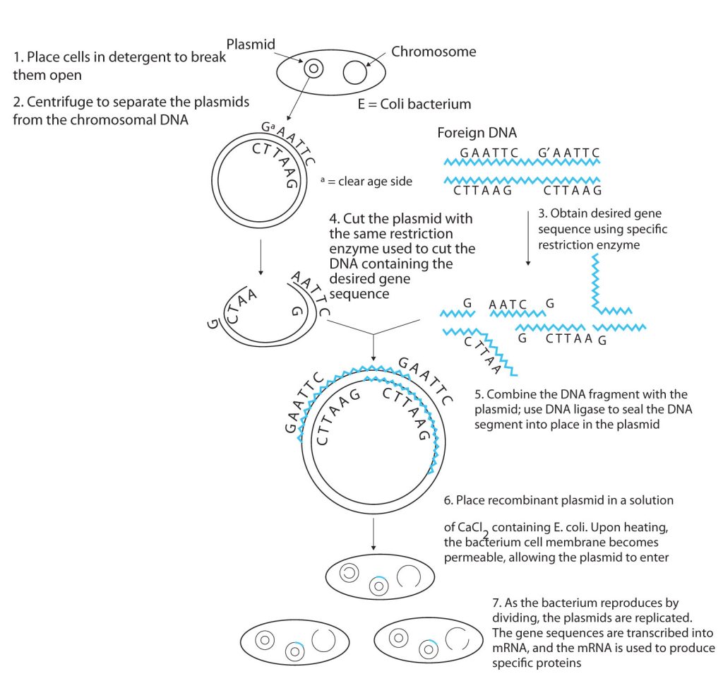 A detailed flow chart diagram outlining the process of cloning: 1. Place cells in detergent to break them open; 2. Centrifuge to separate the plasmids from the chromosomal DNA; 3. Obtained desired gene sequence using specific restriction enzyme; 4. Cut the plasmid with the same restriction enzyme used to cut the DNA containing the desired gene sequence; 5. Combine the DN fragment with the plasmid and use DNA ligase to seal the DNA segment into place with the plasmid; 6. Place recombinant plasmid in solution of calcium chloride containing E. coli. Upon heating, the bacterium cell membrane becomes permeable, allowing the plasmid to enter; 7. As the bacterium reproduces by dividing, the plasmids are replicated. The gene sequences are transcribed into mRNA, and the mRNA is used to produce specific proteins.