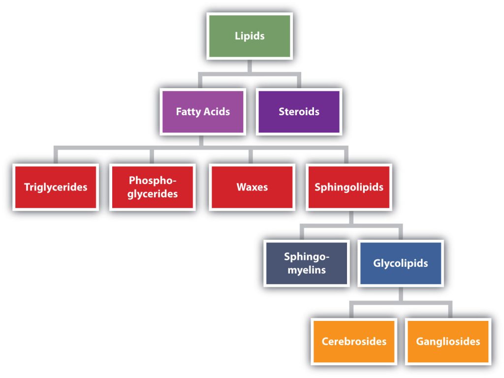 A flow diagram showing lipid organization