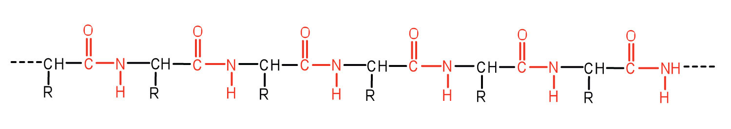 A long chain of amino acids linked forming a peptide.