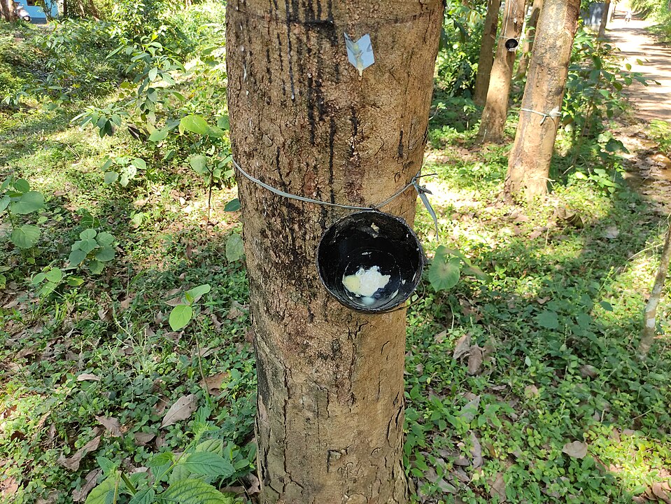 An image of rubber tapping cut and tree lace