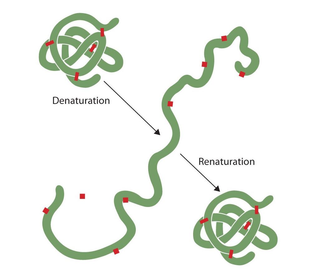 The denaturation (unfolding) and renaturation (refolding) of a protein