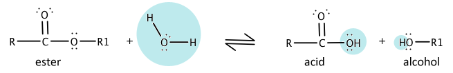 An ester reacts with water (shaded in blue) which splits the ester into two components: an alcohol and a carboxylic acid. The OH from the water bonds to the carbonyl portion of the ester and the H from the water bonds with the oxygen that was connected to the carbon in the ester.