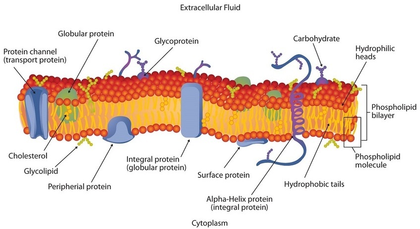A detailed diagram of a cell membrane displaying the hydrophilic heads and hydrophobic tails which make up the phospholipid bilayer, integral proteins, glycoproteins, surface proteins and transport proteins. The cellular membrane is surrounded by extracellular fluid on one side and the cytoplasm on the other side.