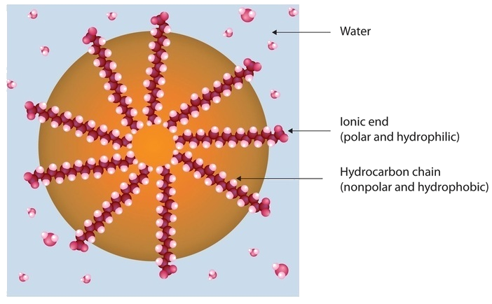 Typical structure of a soap molecule showing the hydrophobic and hydrophilic ends surrounded by water. The hydrophilic end is in the water and the hydrophobic end is towards the center of the soap molecule.