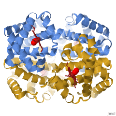 An amination showing the 3D ribbon model of the quaternary structure of hemoglobin that shifts from left to right.