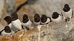 A number of little auk birds which have black heads and white bodies sitting on a rock.