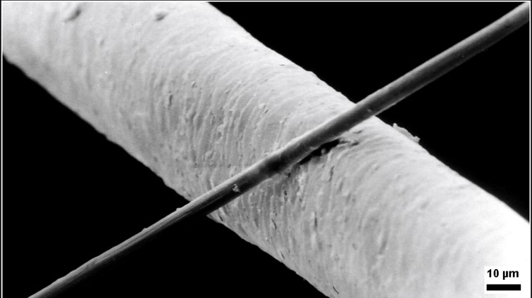 An image showing the microscopic view of a microfiber being compared to a strand of human hair.