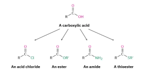 Image displays structure of a carboxylic acid at the top of a tree diagram. The branches of the tree diagram point to the 4 acid derivatives that can be produced in reactions of carboxylic acids; acid chlorides, esters, amides and thioesters.