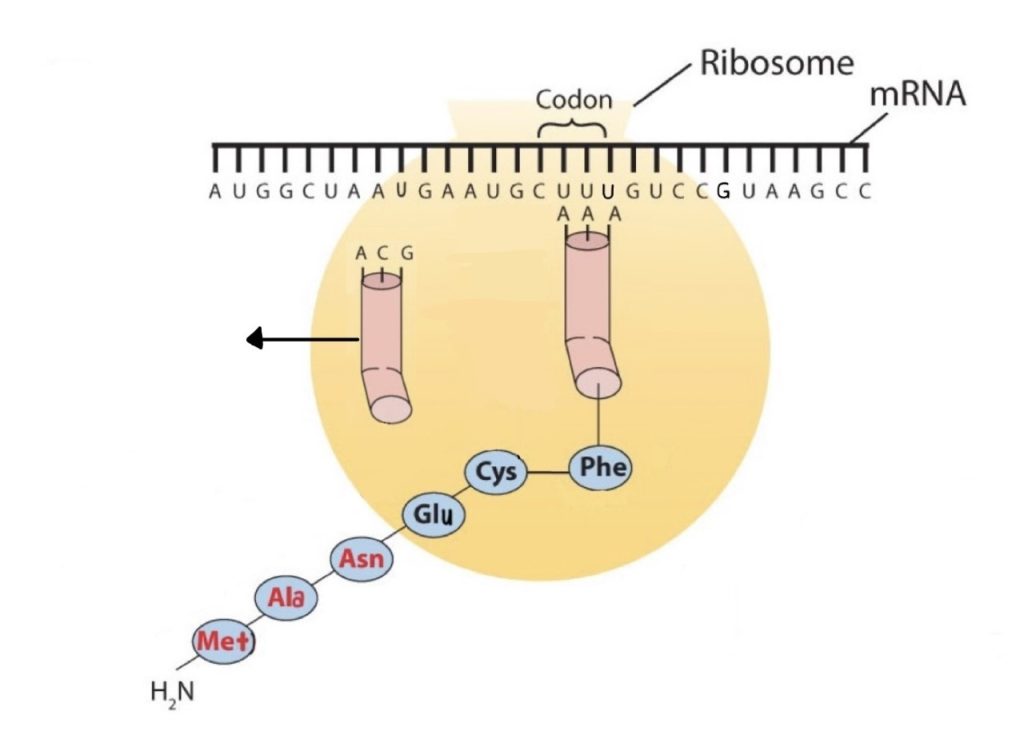 The elongation steps in protein synthesis. In this image, the Cys-Phe linkage is now complete, and the growing polypeptide chain remains attached to the activated tRNA molecule for Phe.