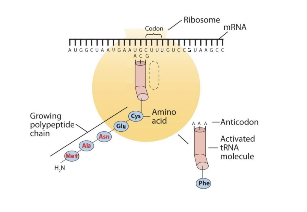 The elongation steps in protein synthesis. In this image the growing polypeptide chain is attached to the activated tRNA molecule