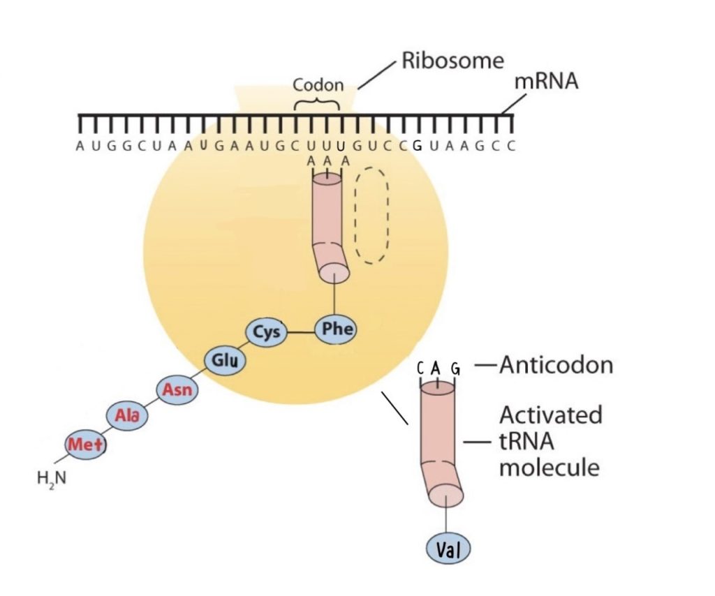 The elongation steps in protein synthesis. In this image, the ribosome moves to the right along the mRNA strand. This shift brings the next codon, GUC, into its correct position on the surface of the ribosome.