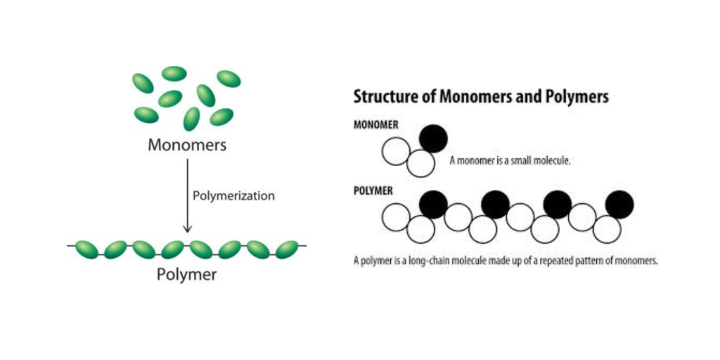 Monomers undergo polymerization to form polymers, longer chains of individual units.