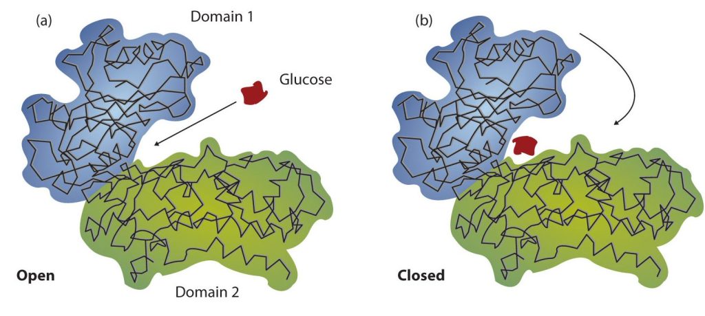 The induced-fit model of enzyme action demonstrated in two images (a) on the left shows it open without glucose bound to it and (b) on the right shows it closed with glucose bound to it