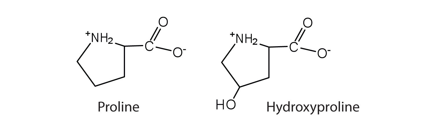 Two structures left to right: Proline and hydroxyproline.