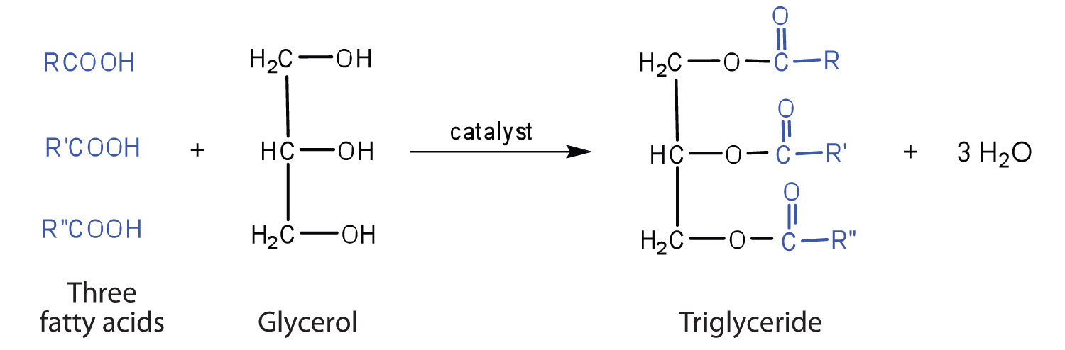 The formation of a triglycerides from the addition of fatty acid molecules with the glycerol backbone