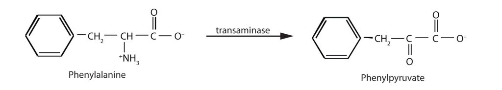 A reaction showing phenylalanine along with the catalyst transaminase creating phenylpyruvate