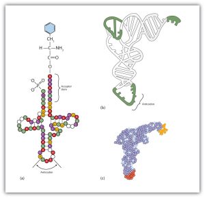 Transfer RNA shown in three forms: flat highlighting each atom and nucleic acid, in 3D showing anticodon, and in space filling model with colour coded anticodon ends.