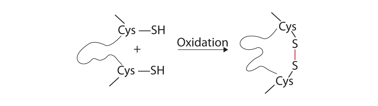 Formation of disulfide linkages from the oxidation of two Cys-SH components of the amino acid unit