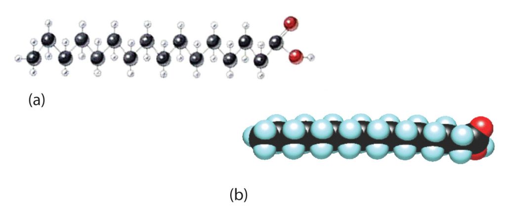 A ball and stick model (a) and a space filling model structure (b) of saturated fatty acids.