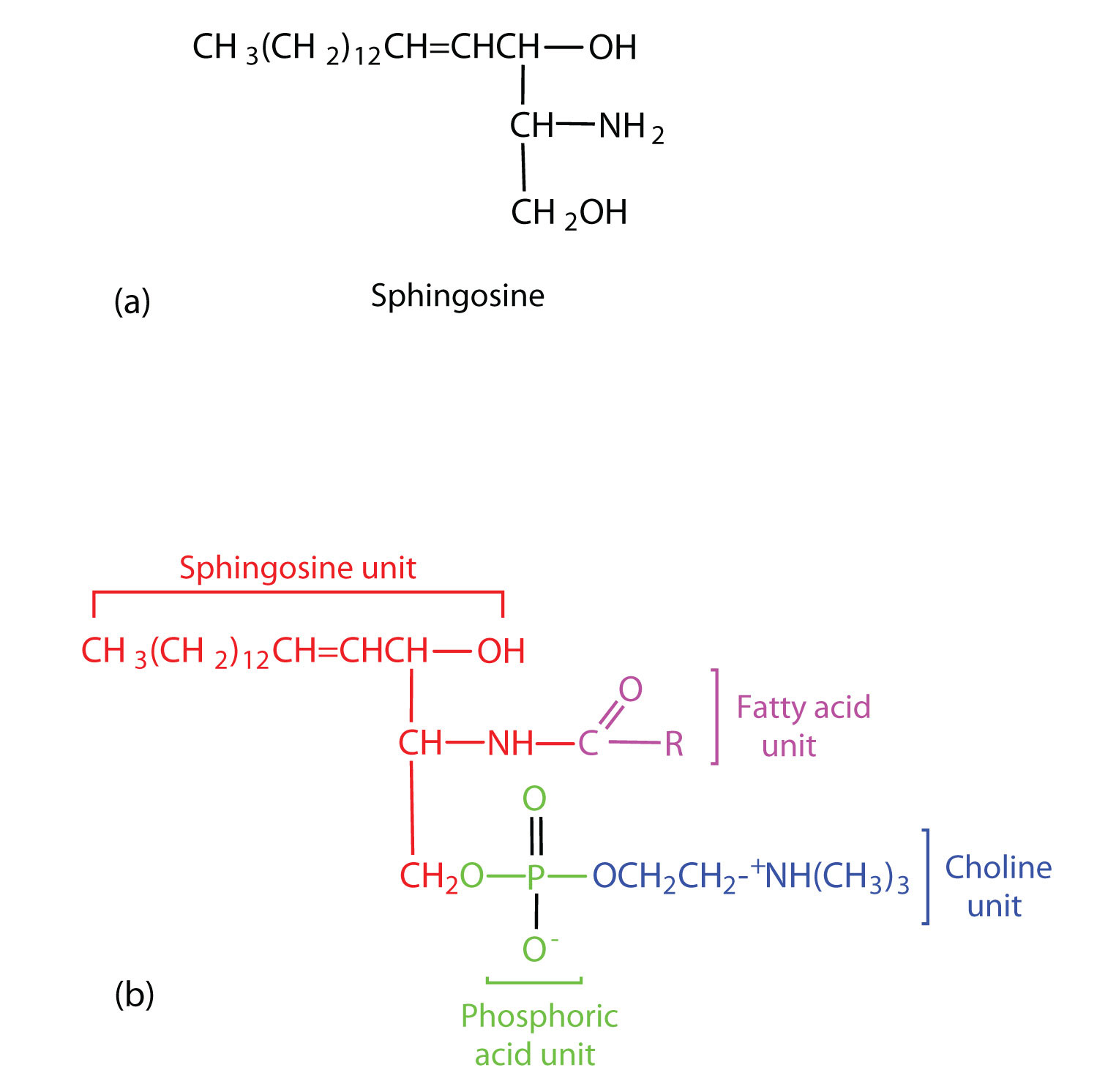 Two structure are shown: the top (a) is the structural formula of a sphingosine unit; the bottom (b) the structural formula of a sphingolipid broken up into its components: a sphingosine unit, a fatty acid unit and a chorline unit.