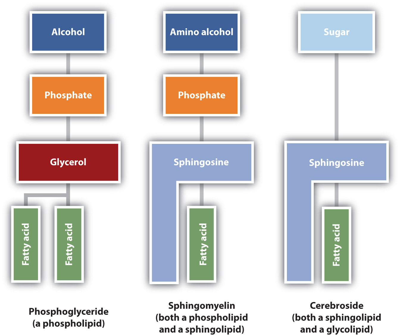 3 diagrams from left to right showing the components that make up membrane lipids: Phosphoglyceride, sphingomyelin and cerebroside.