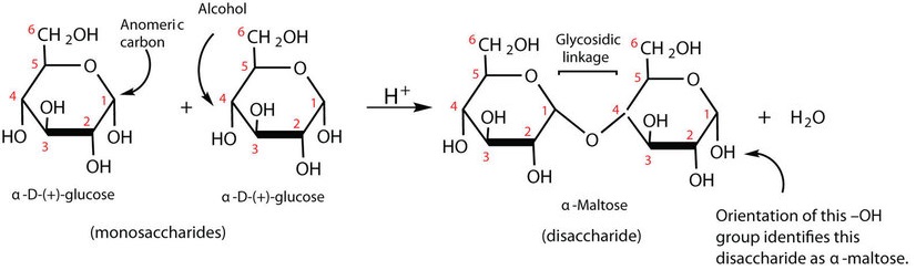 Two monosaccharides linking together (known as a glycosidic linkage). The mechanism occurs as C1 (anomeric carbon) on an alpha-D-(+)-glucose reacts with the alcohol on the C4 on another alpha-D-(+)-glucose to form a disaccharide (known as alpha-maltose in this example)