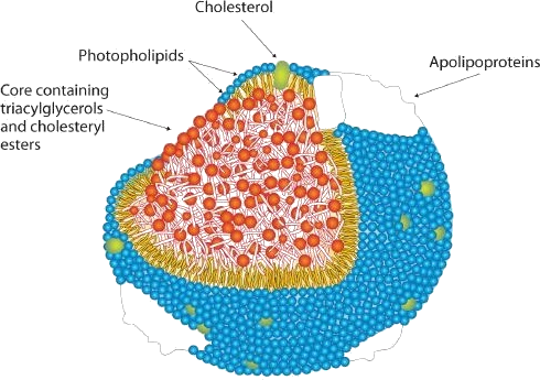 An image of a typical lipoprotein molecule showing photopholipids (surrounding the lipoprotein), cholesterol and apolipoproteins embedded and lastly, the core containing triacyclglycerols and cholesteryl esters.