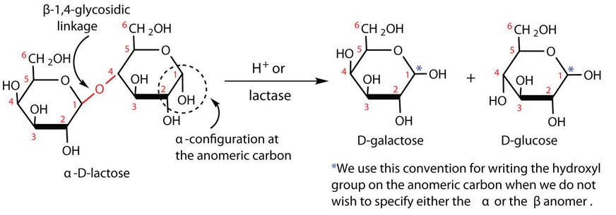 The reaction of alpha-D-lactose undergoing acid hydrolysis with a lactase catalyst to produce monosaccharides D-galactose and D-glucose.