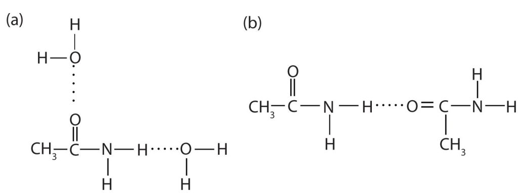 Images represent hydrogen bonding in amides. Hydrogen bonding is shown by a dotted line between the hydrogen that is connect to the nitrogen within the amide to the oxygen from the water molecule.