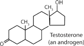 Testosterone (an androgen)