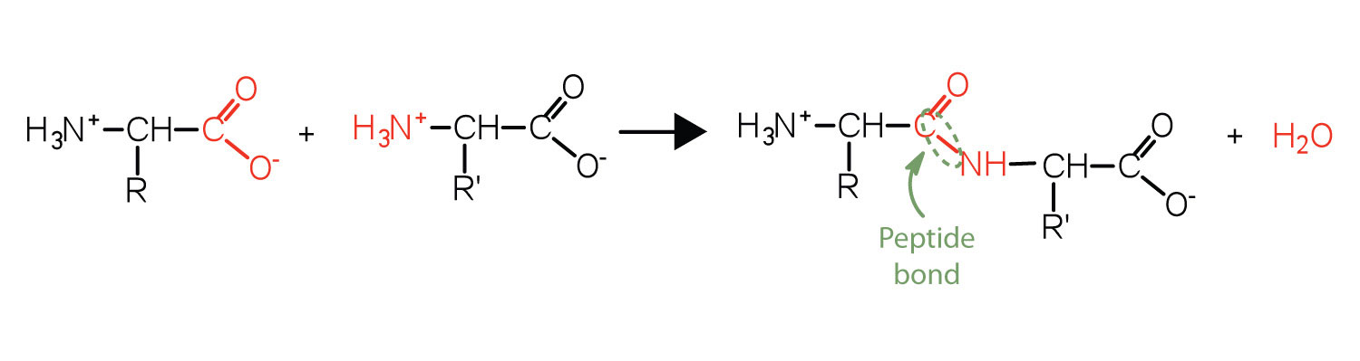 A reaction showing two amino acids that react to form a peptide bond and water.