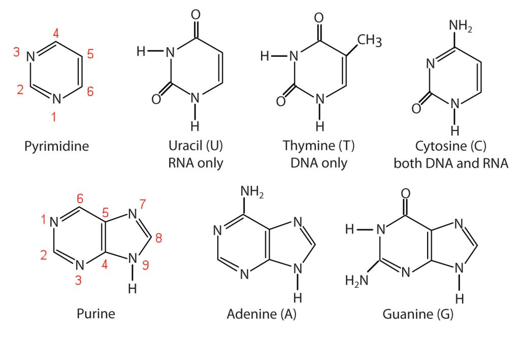 Molecular structures of pyrimidine, uracil, thymine, cytosine, purine, adenine and guanine.