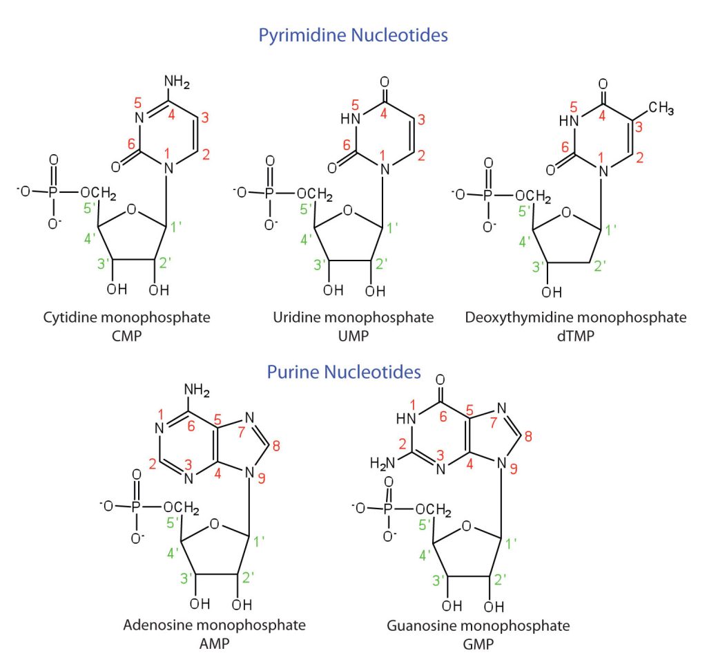 Top shows three molecular structures of pyrimidine nucleotides: CMP, UMP and dTMP. The bottom shows two molecular structures of purine nucleotides: AMP and GMP.