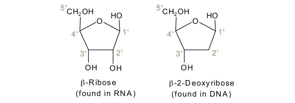 Backbone structures of both beta-ribose (on the left) with 4 OH groups attached and beta-2-deoxyribose (on the right) with only 3 OH groups attached.