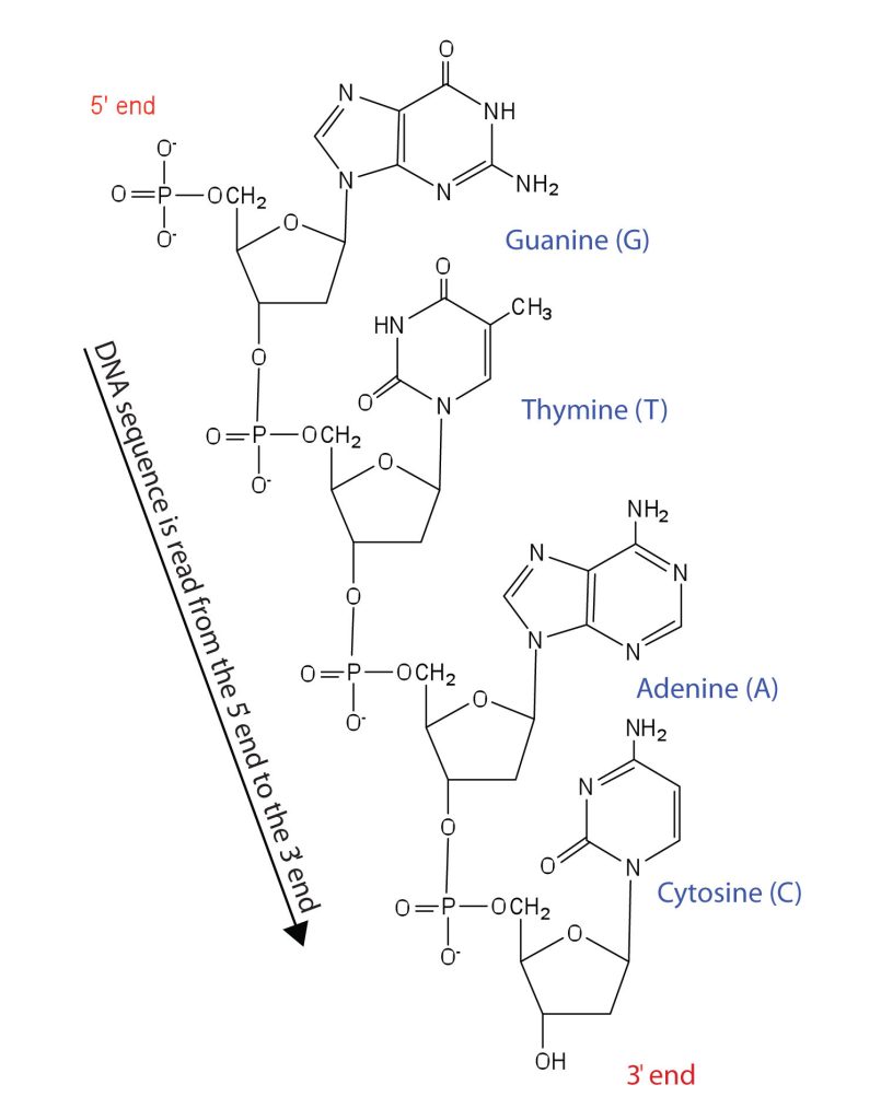 The molecular structure of a DNA segment showing molecules linked together. The molecules are in order from the 5' to 3' end starting with guanine followed by thymine, adenine and ending with cytosine.