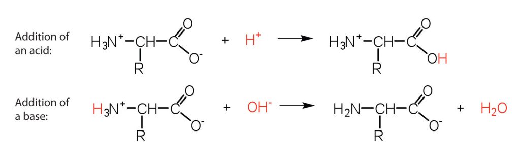 There are two reactions involving amino acids: top is the reaction that results from the addition of an acid produces an acid since the H+ ion from the acid attaches to the O- portion of the amino acid creating an OH ending or carboxylic group (acidic); the bottom is the reaction that results from the addition of a base (OH- ion) where the H from the nitrogen component of the amino acid combines with the OH- reactant to produce a base with one less hydrogen at the N location within the amino acid.