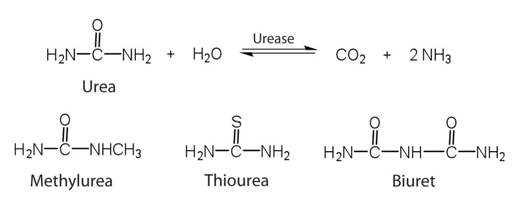 Top: the chemical reaction of involving urea and water where urease catalyzes the hydrolysis of urea into carbon dioxide and ammonia. Bottom: The molecular structures methylurea, thiourea, and biuret