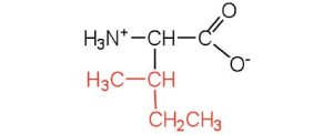 structural formula isoleucine