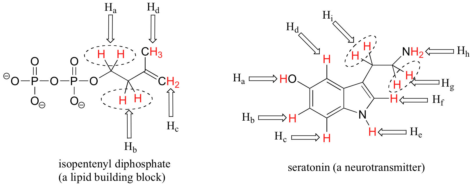 Molecular structures showing equivalent protons in isopentyl diphosphate (Ha, Hb, Hc, Hd) and seratonin (Ha, Hb, Hc, Hd, He, Hf, Hg, Hh, Hi).