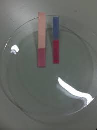 This image shows the presence of an acidic solution on both red and blue litmus paper. Blue litmus paper is turned red in the presence of an acidic solution.