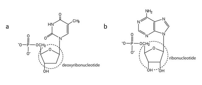 Two structures: a) shows the deoxyribonucleotide portion and b) shows the ribonucleotide portion