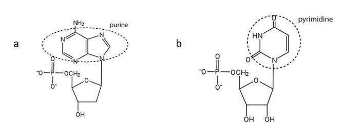 Two structures: a) shows the purine portion and b) shows the pyrimidine portion