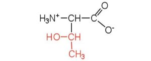structural formula of threonine