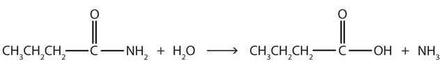 The reaction of butyramide with water producing butyric acid and ammonia