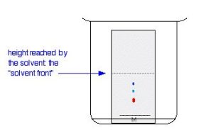 An image showing a TLC experiment about halfway through mobile phase movement. The M spot has separated into three vertically spaced out dots of different colours all below the solvent line which is about half way up plate.