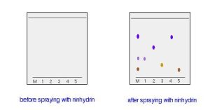 Two images. The left-hand diagram shows the paper after the solvent front has almost reached the top. The spots are still invisible. The second diagram on the right shows what it might look like after spraying with ninhydrin. The spots appear in the second diagram.