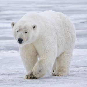 An image of a polar bear
