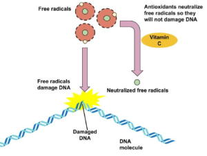 A simplified diagram showing the role of antioxidants with DNA. It shows vitamin C neutralizing the free radicals that would otherwise cause damage to a DNA strand.