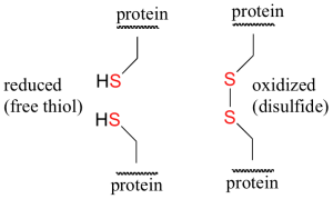 Two structures of protein showing the difference between thiol and disulfide in protein structures. On the left it shows two HS molecules connected to a protein as reduced (free thiol). On the right shows proteins connected to either side of a S-S molecule which is considered oxidized (disulfide).