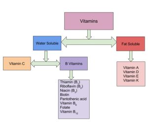 An overview of the types of vitamins showing water soluble versus fat soluble vitamins.